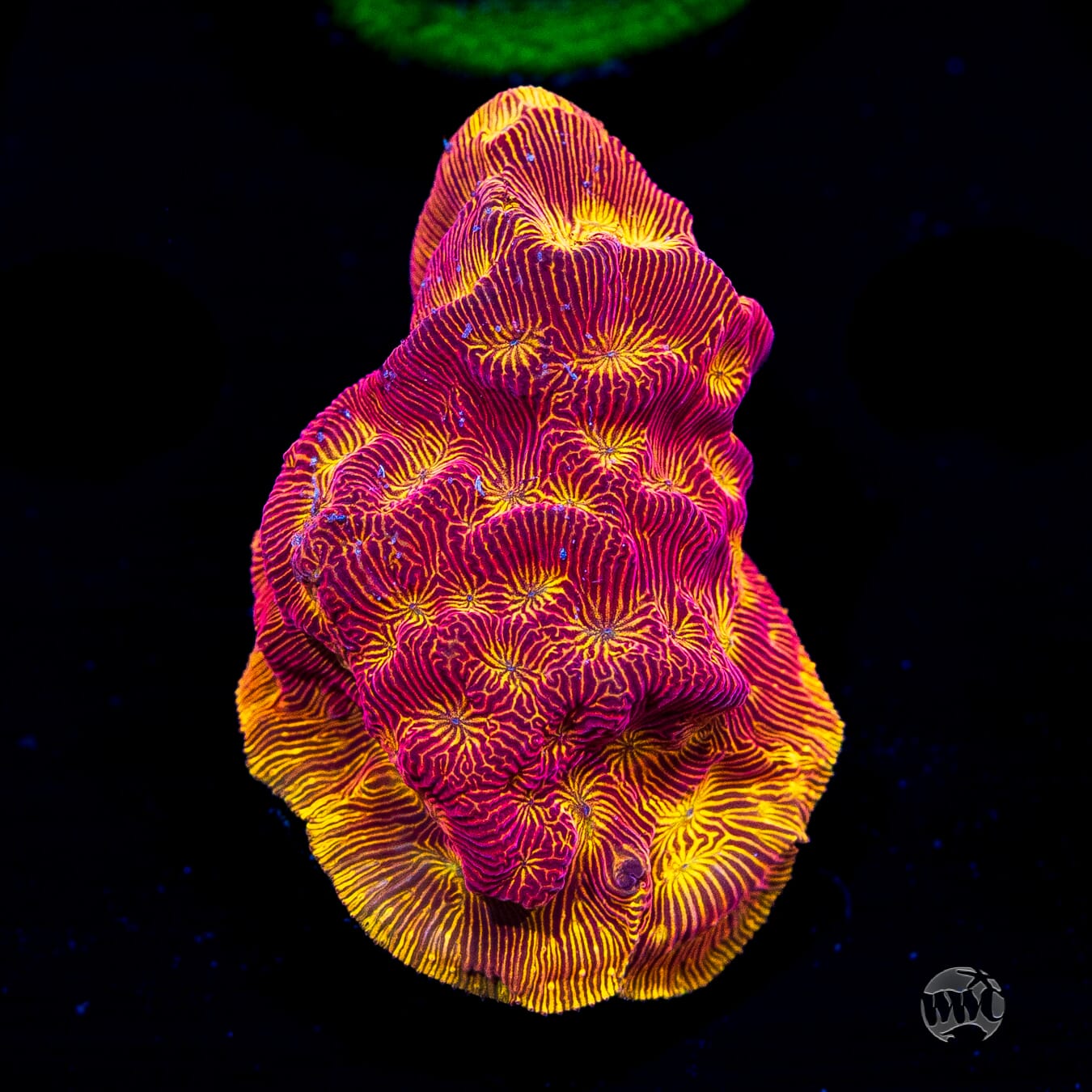 WWC Tan Lady Leptoseris