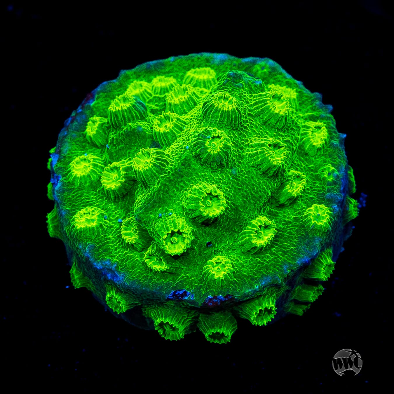 WWC Lime Green Cyphastrea