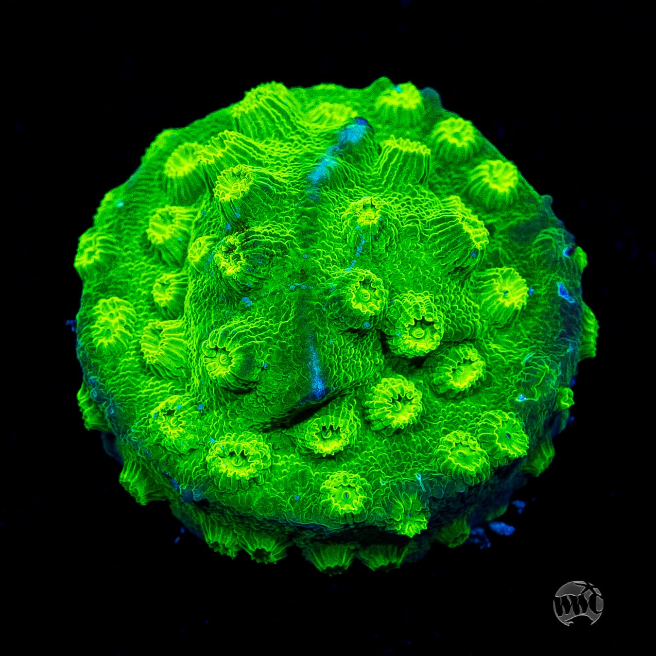 WWC Lime Green Cyphastrea