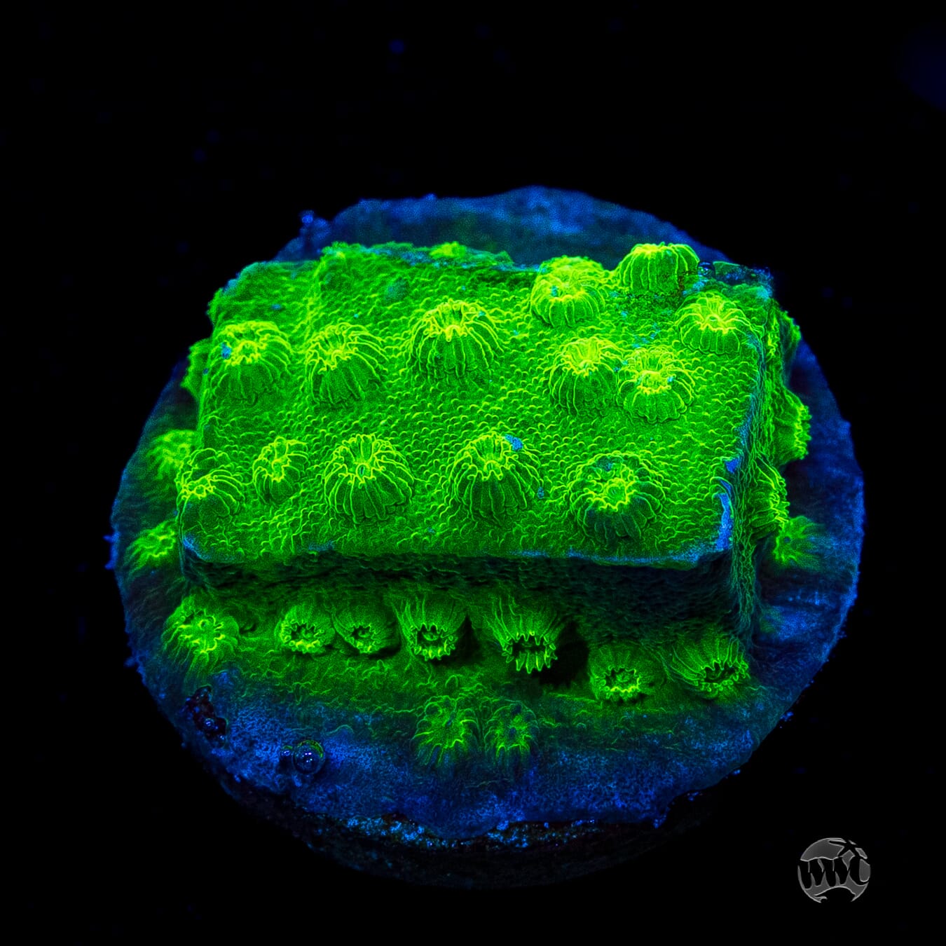 WWC Lime Green Cyphastrea
