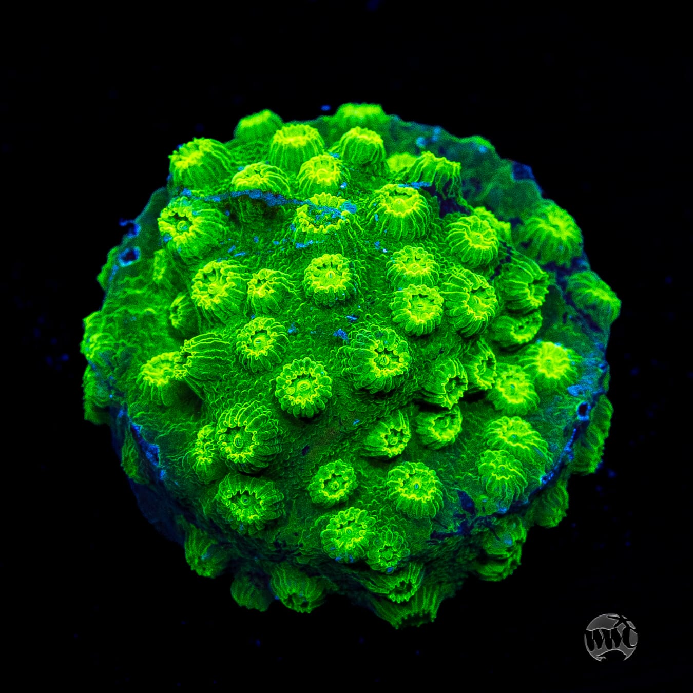 WWC Lime Green Cyphastrea