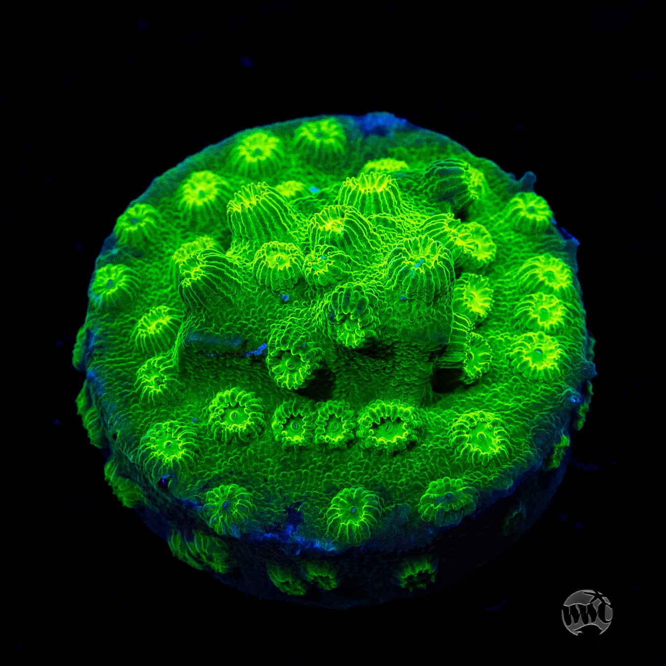 WWC Lime Green Cyphastrea