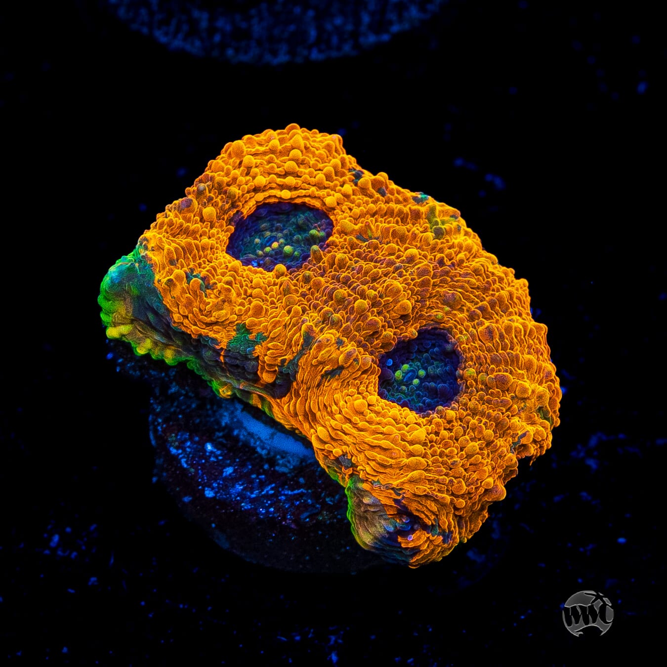 WWC Agent Orange Echinata