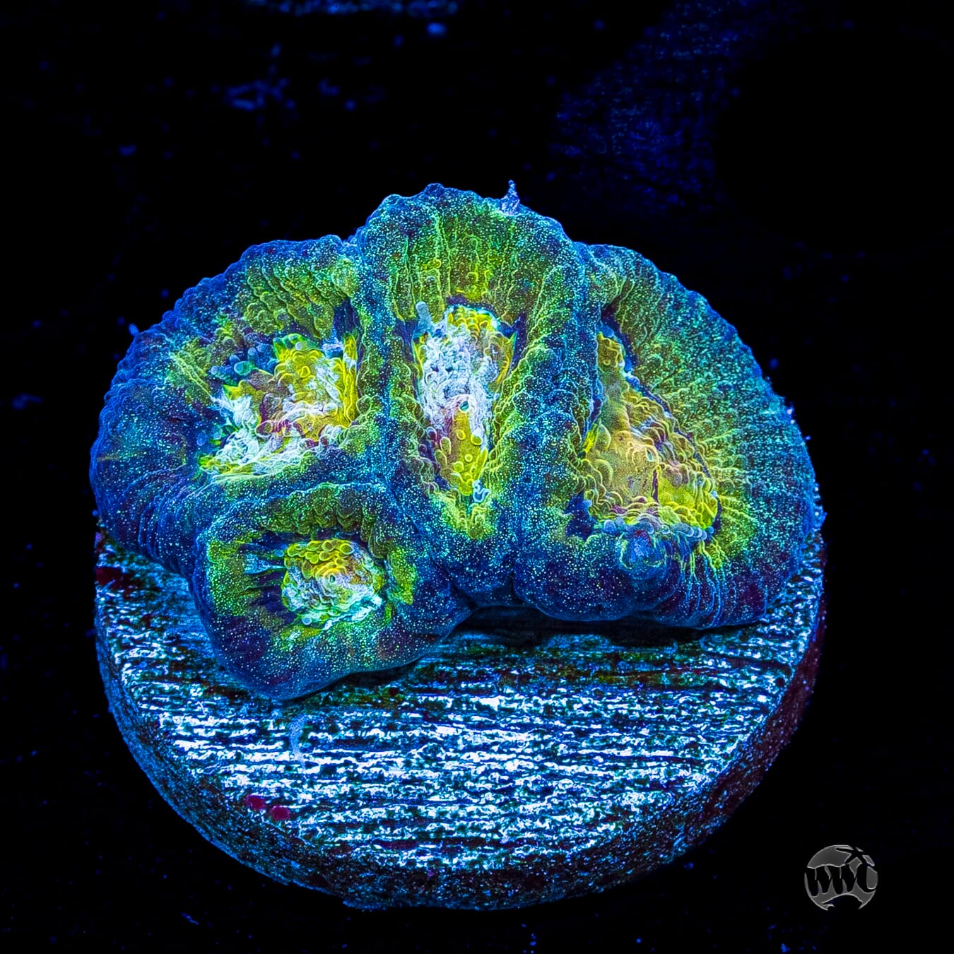 Blue Lobster Favia