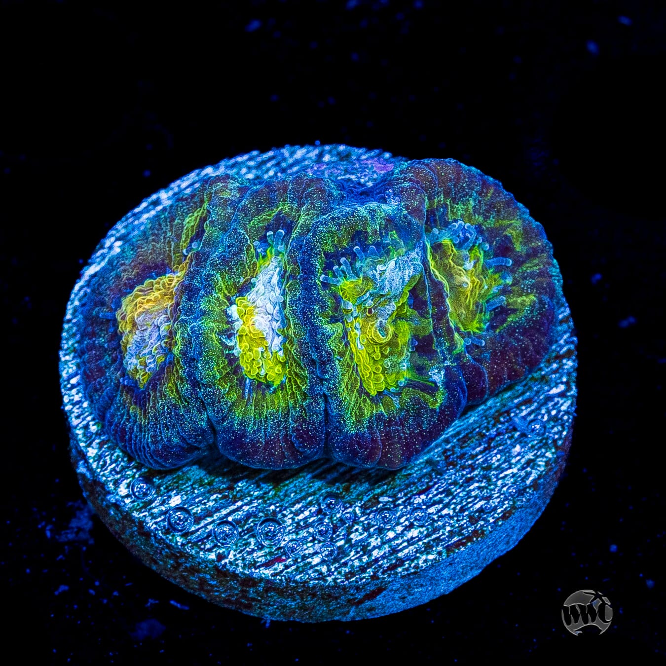 Blue Lobster Favia