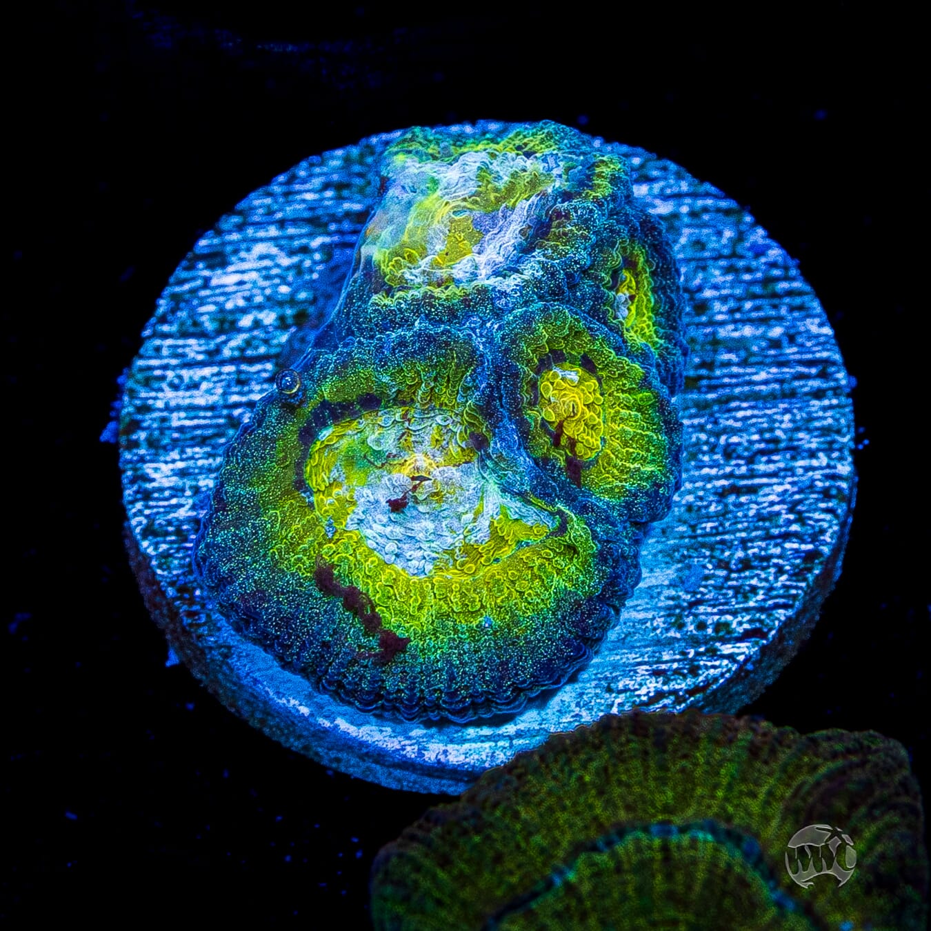 Blue Lobster Favia