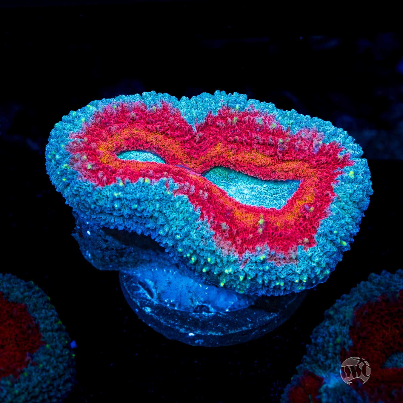 Stars and Stripes Lobophyllia