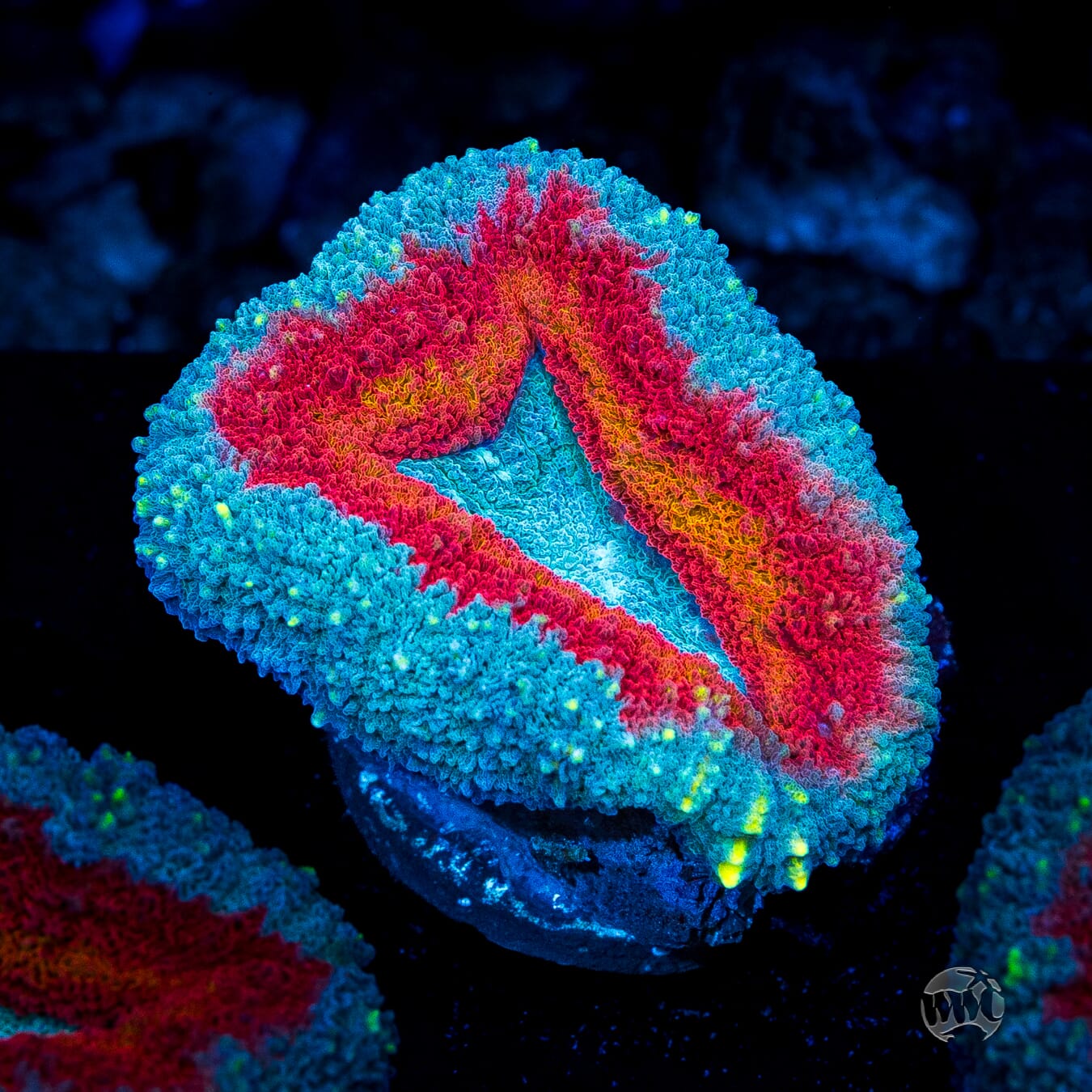Stars and Stripes Lobophyllia