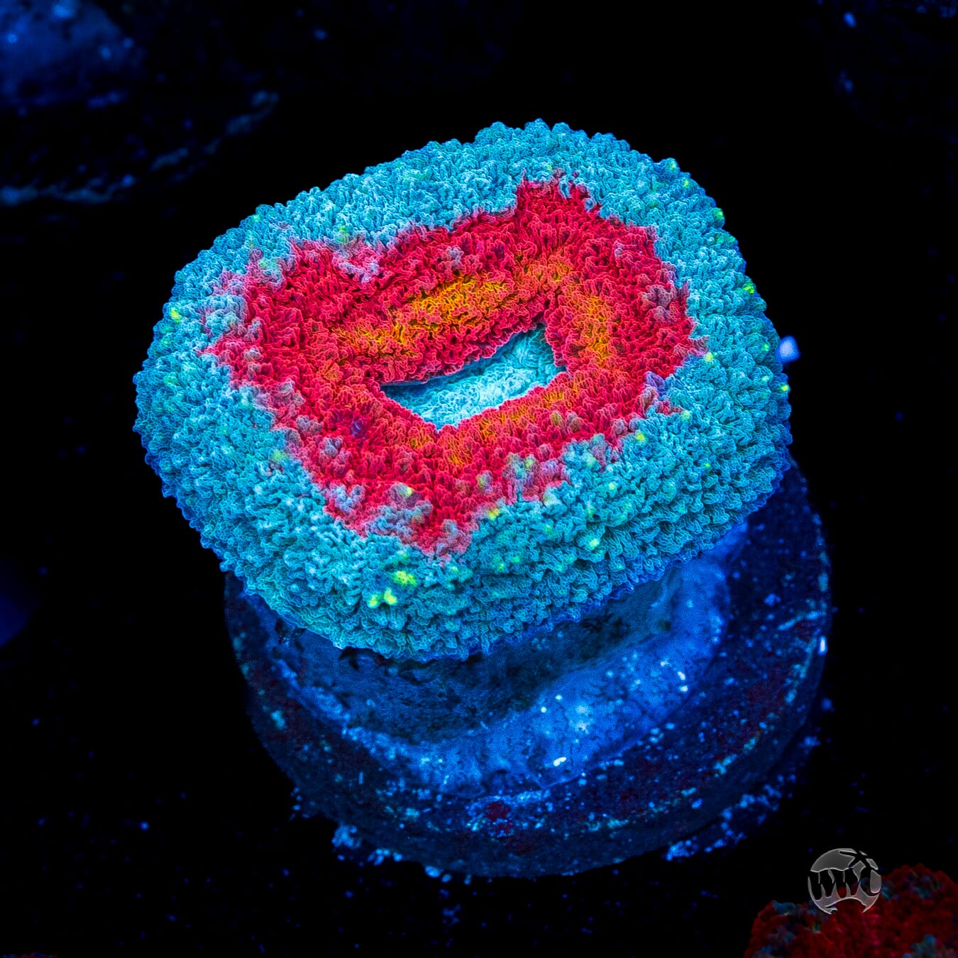 Stars and Stripes Lobophyllia