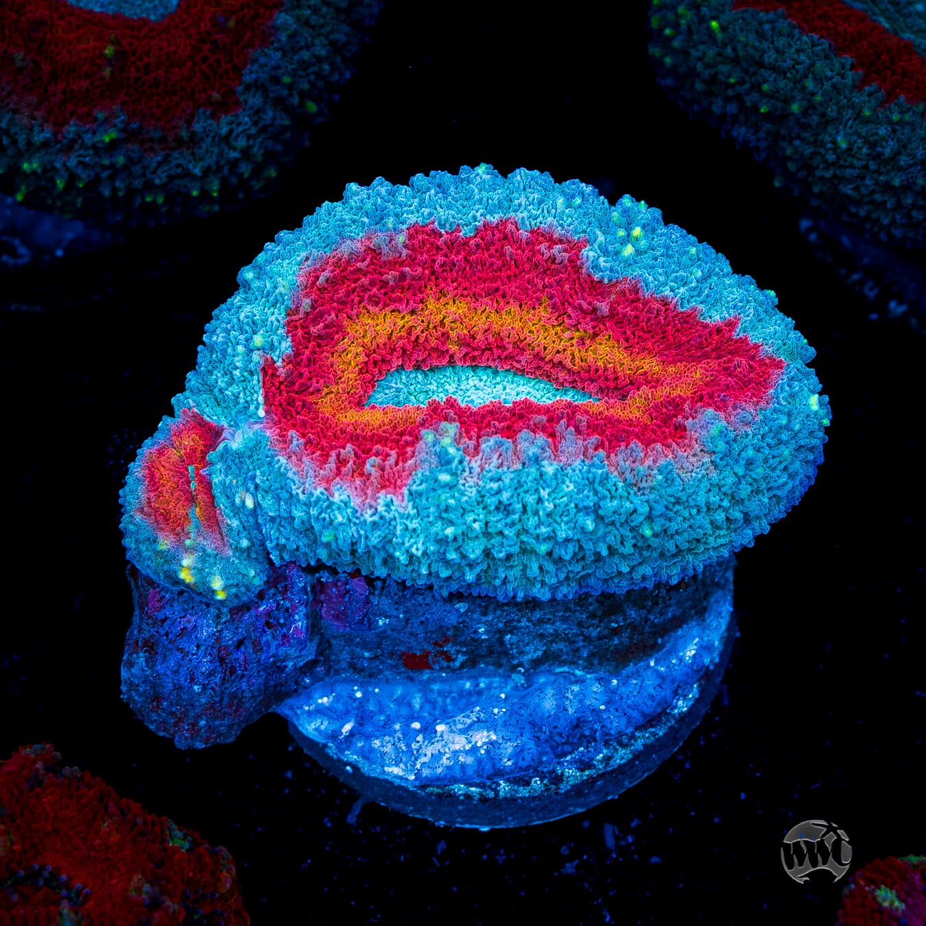 Stars and Stripes Lobophyllia