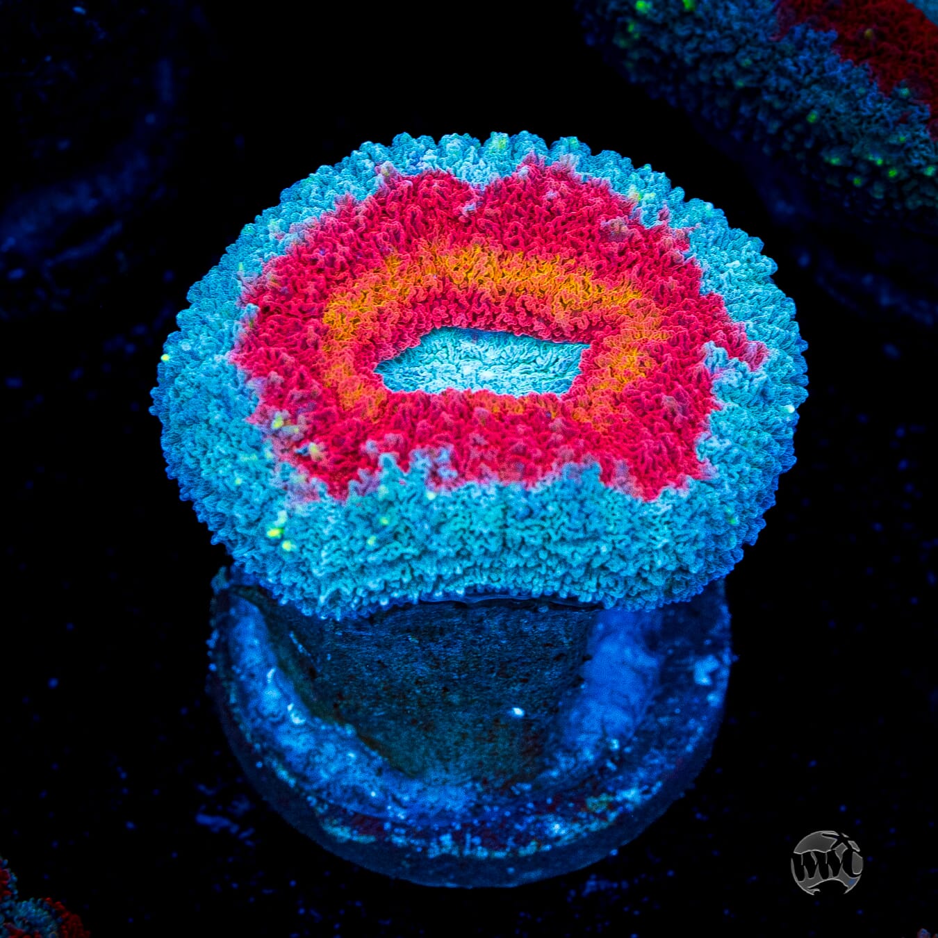 Stars and Stripes Lobophyllia