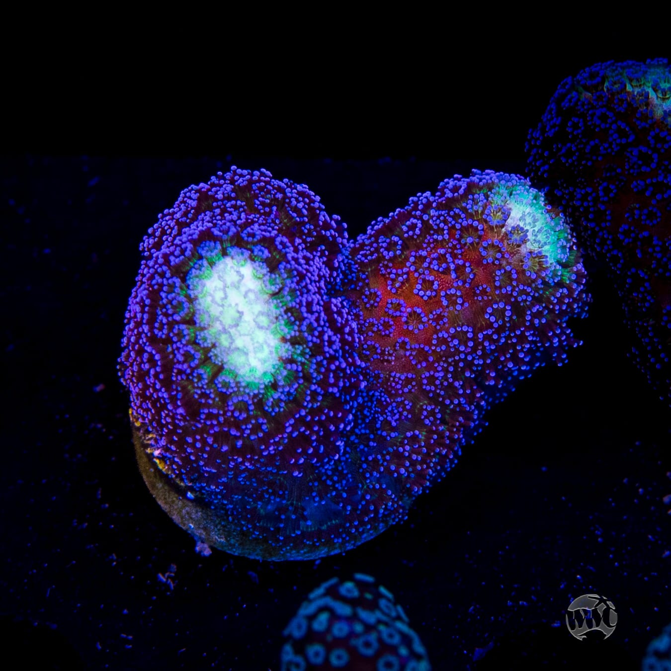 WWC Blue Stylophora