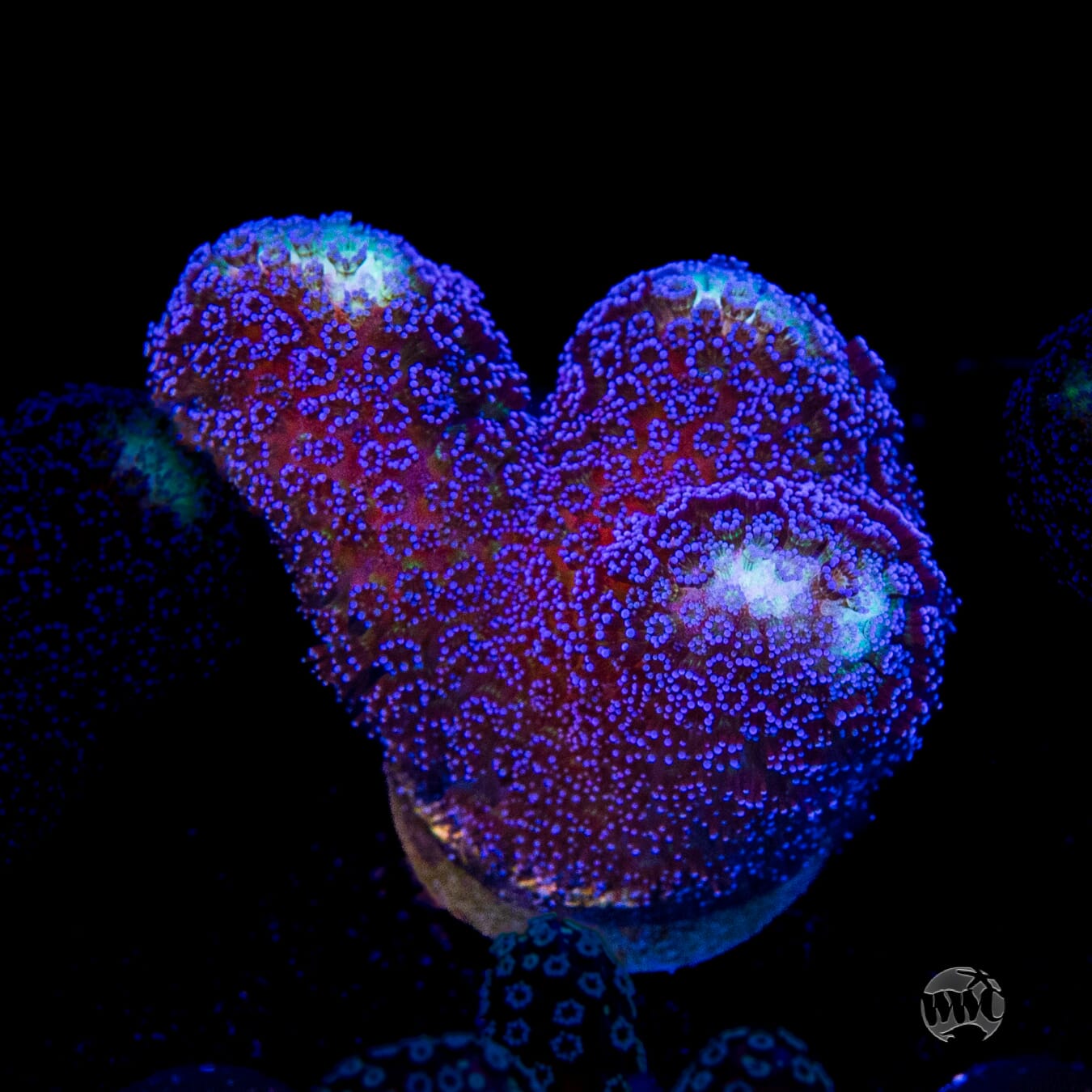 WWC Blue Stylophora