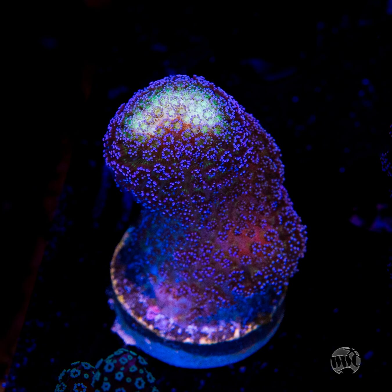 WWC Blue Stylophora