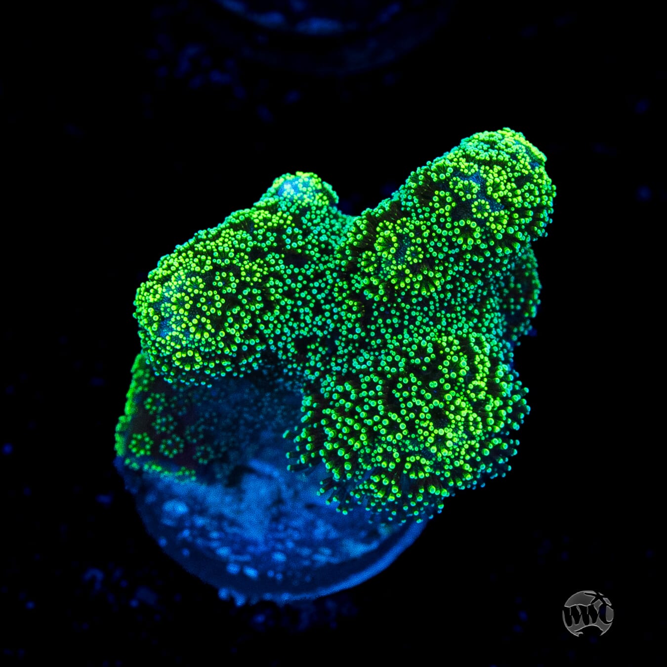 WWC Green Goblin Stylophora