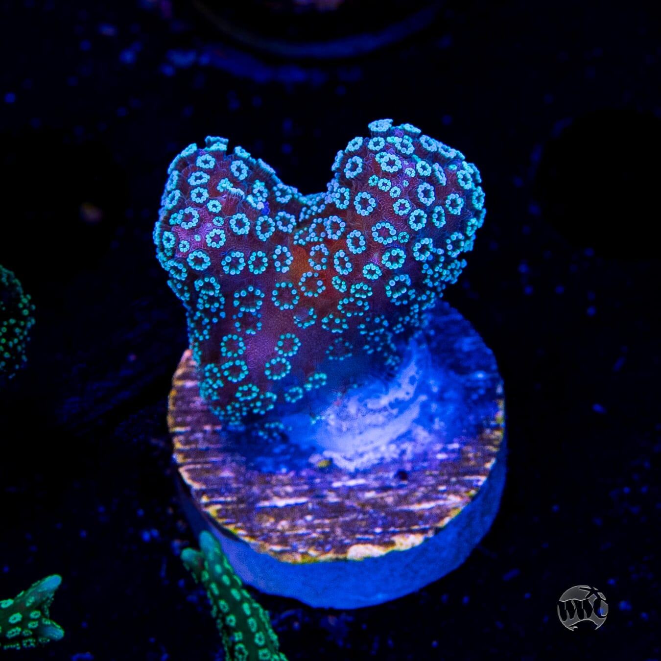 Tyree Rainbow Stylophora