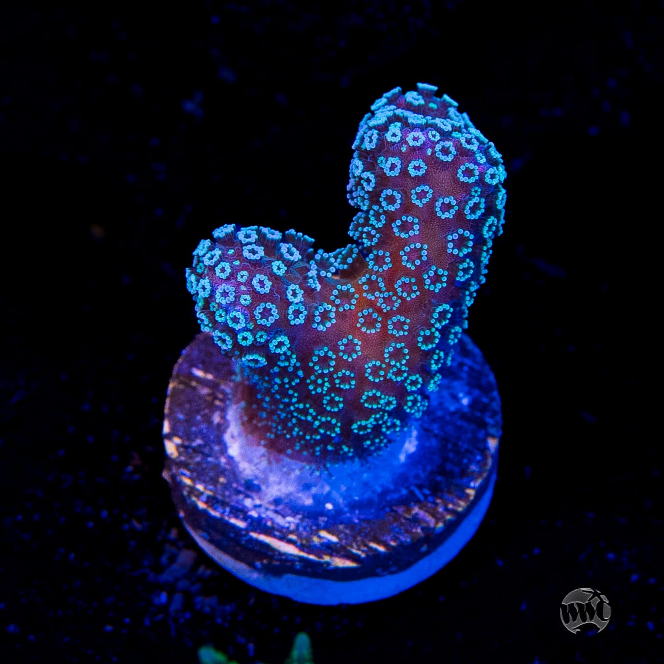 Tyree Rainbow Stylophora
