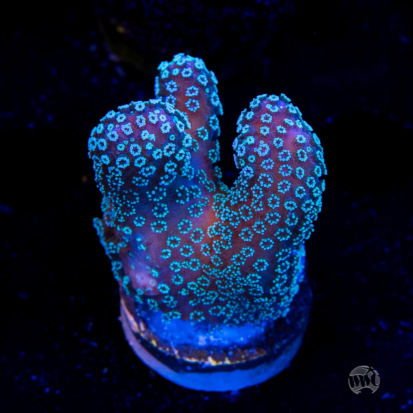 Tyree Rainbow Stylophora