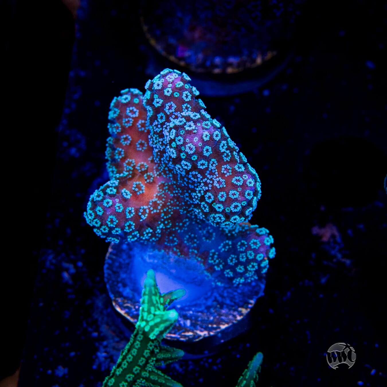 Tyree Rainbow Stylophora