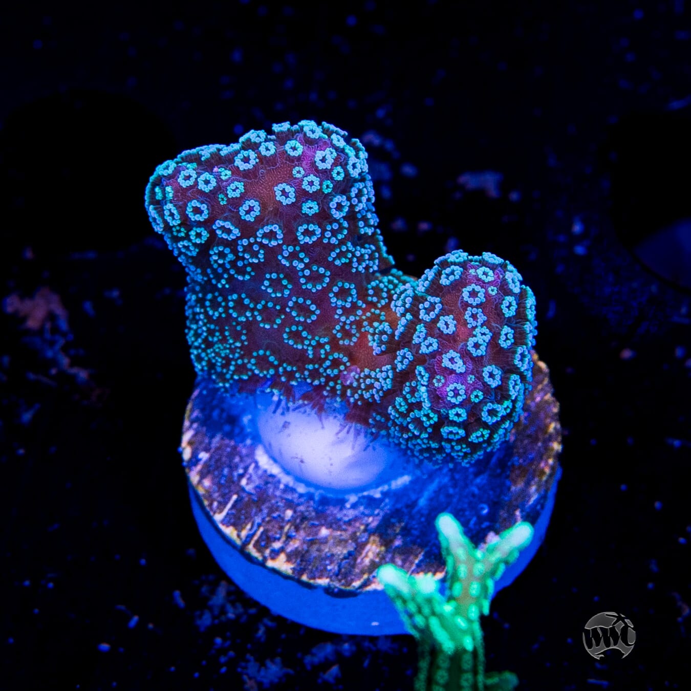 Tyree Rainbow Stylophora