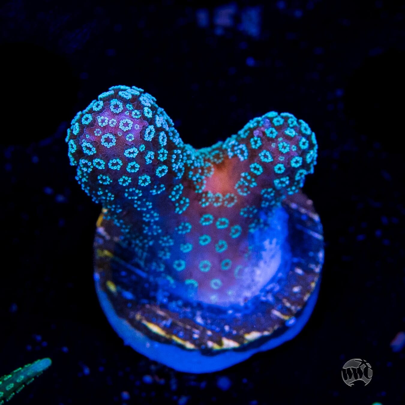 Tyree Rainbow Stylophora
