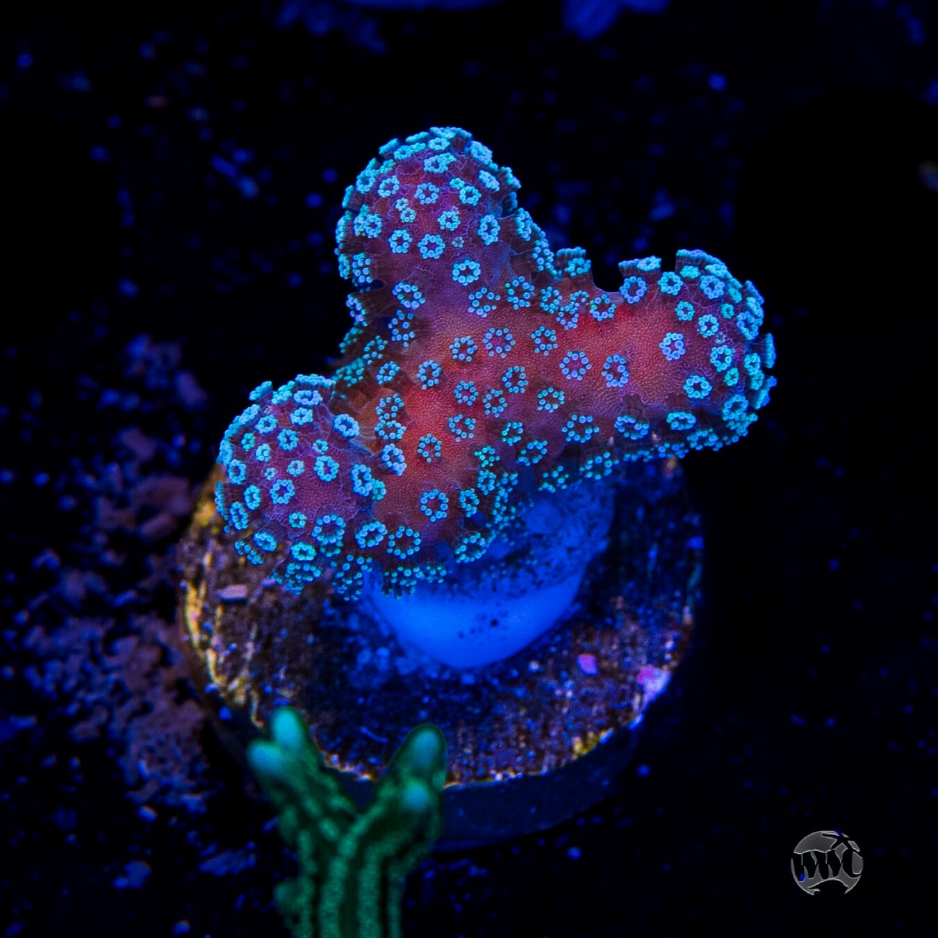 Tyree Rainbow Stylophora