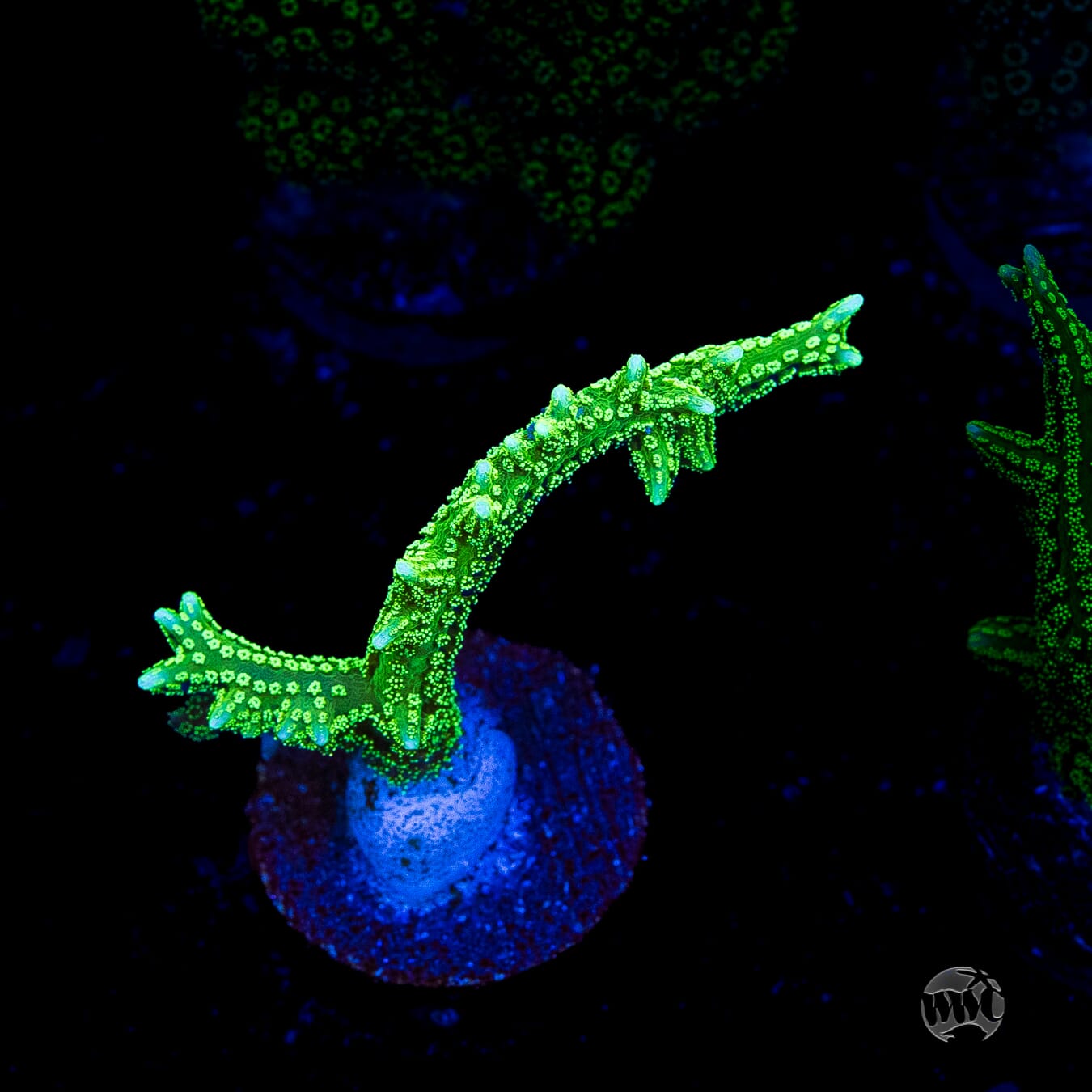 RF Jade Dragon Birdsnest