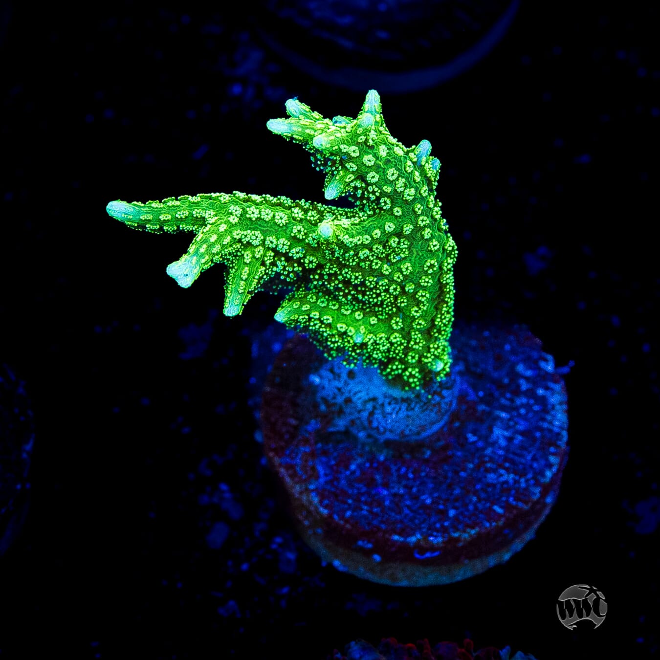 RF Jade Dragon Birdsnest