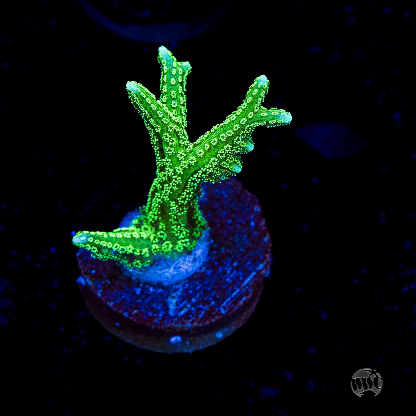 RF Jade Dragon Birdsnest