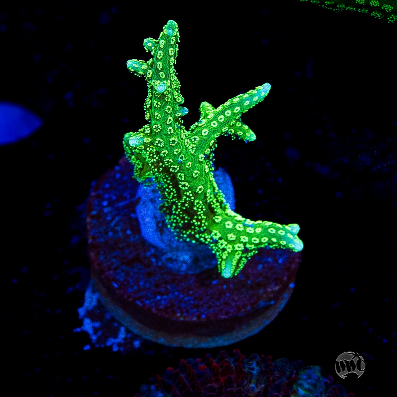 RF Jade Dragon Birdsnest