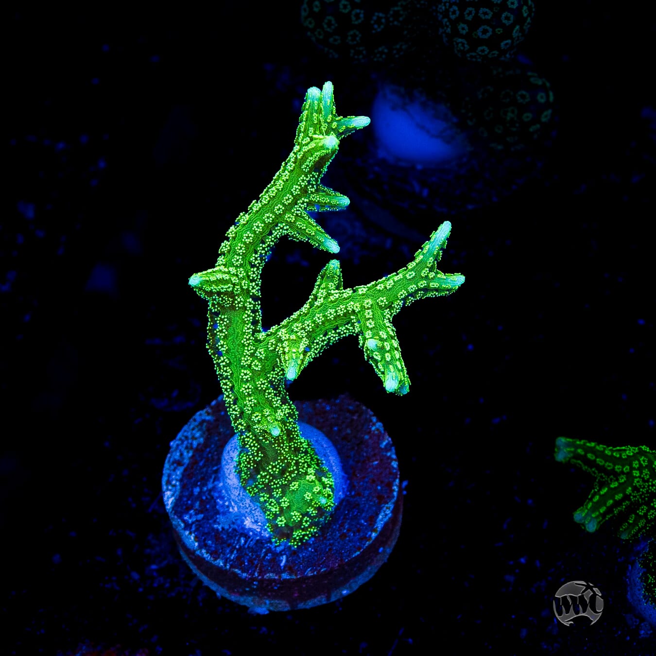 RF Jade Dragon Birdsnest