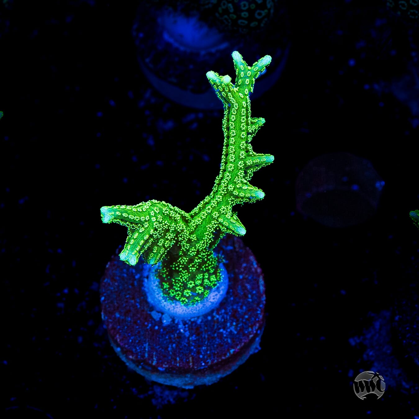 RF Jade Dragon Birdsnest