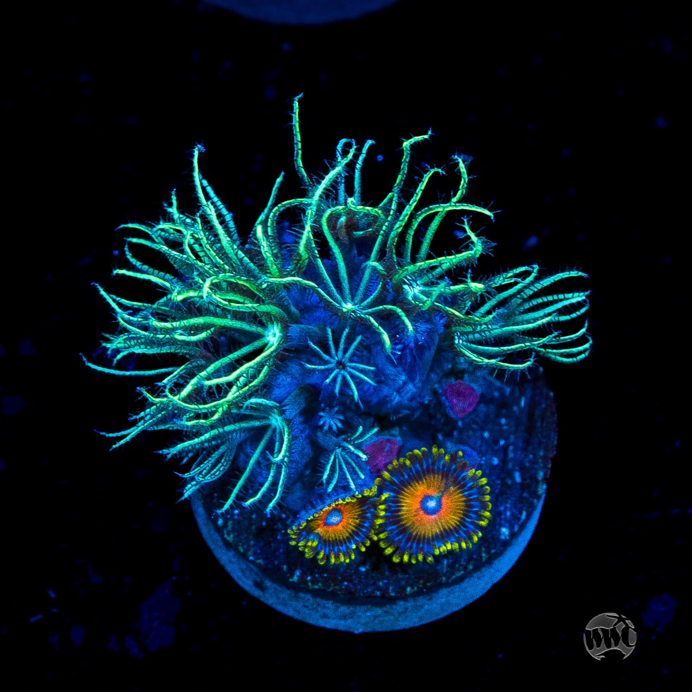WWC Sizzling Star Polyps Combo w Zoanthids