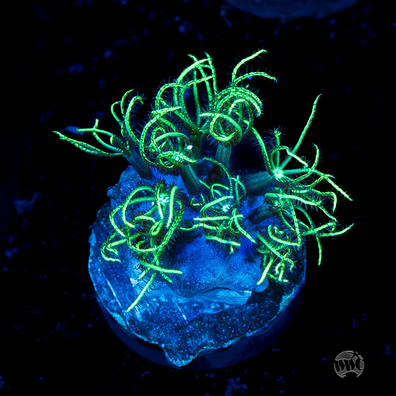 WWC Sizzling Star Polyps