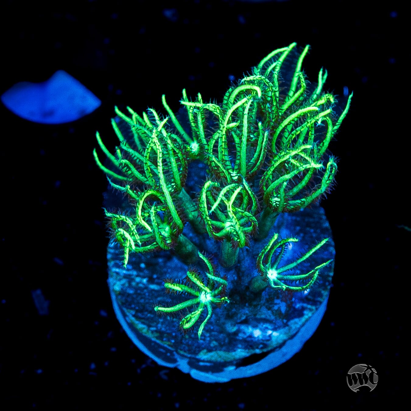 WWC Sizzling Star Polyps