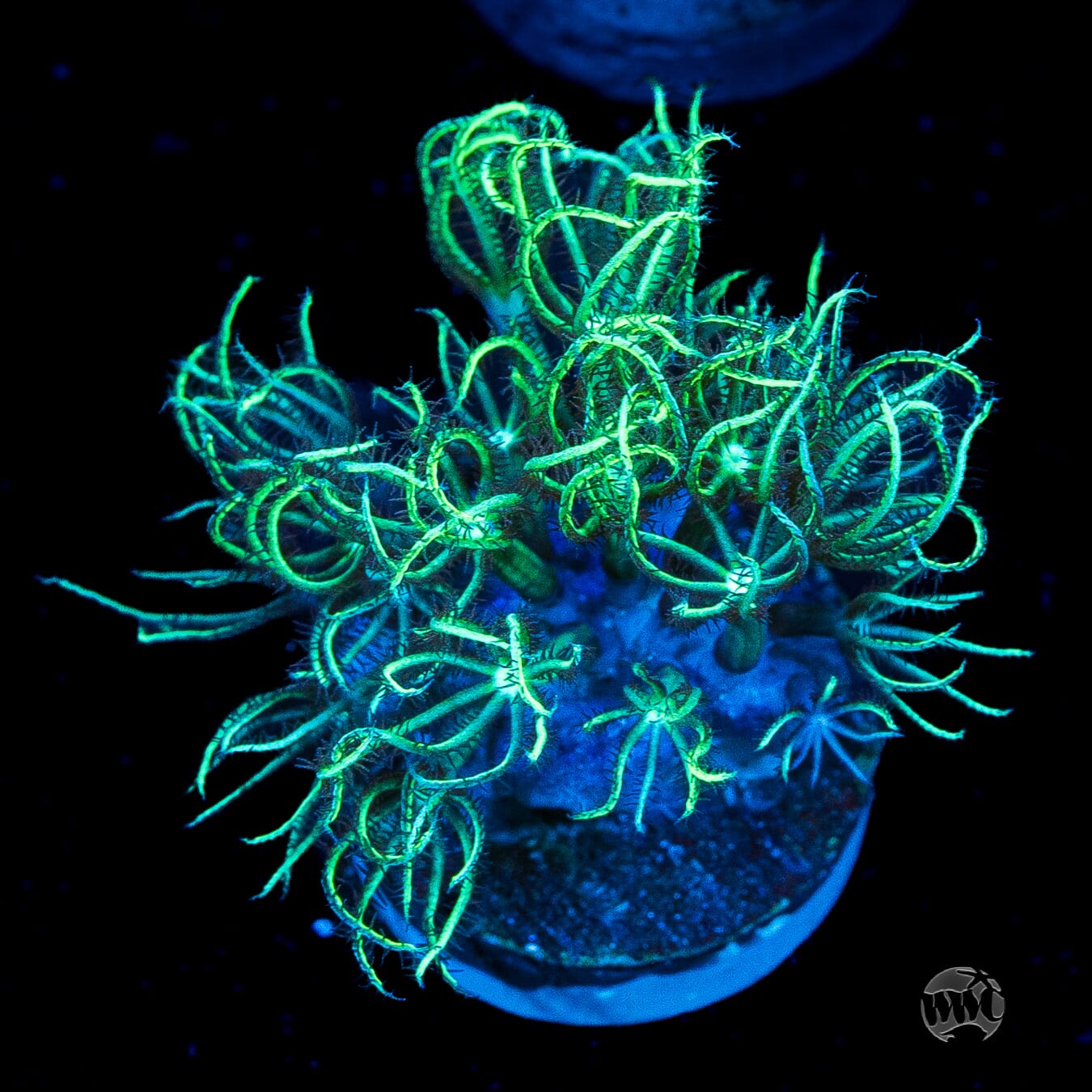 WWC Sizzling Star Polyps