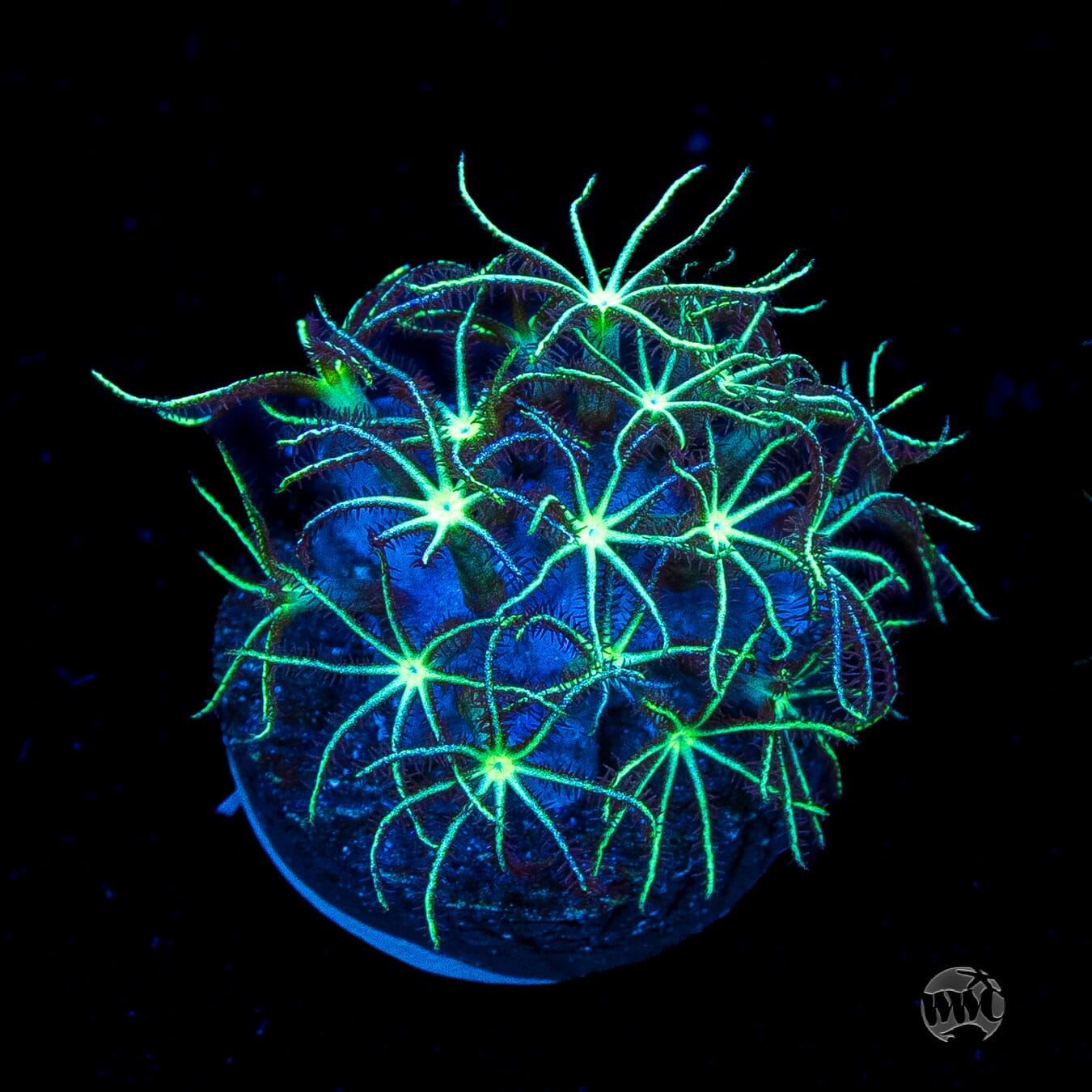 WWC Sizzling Star Polyps