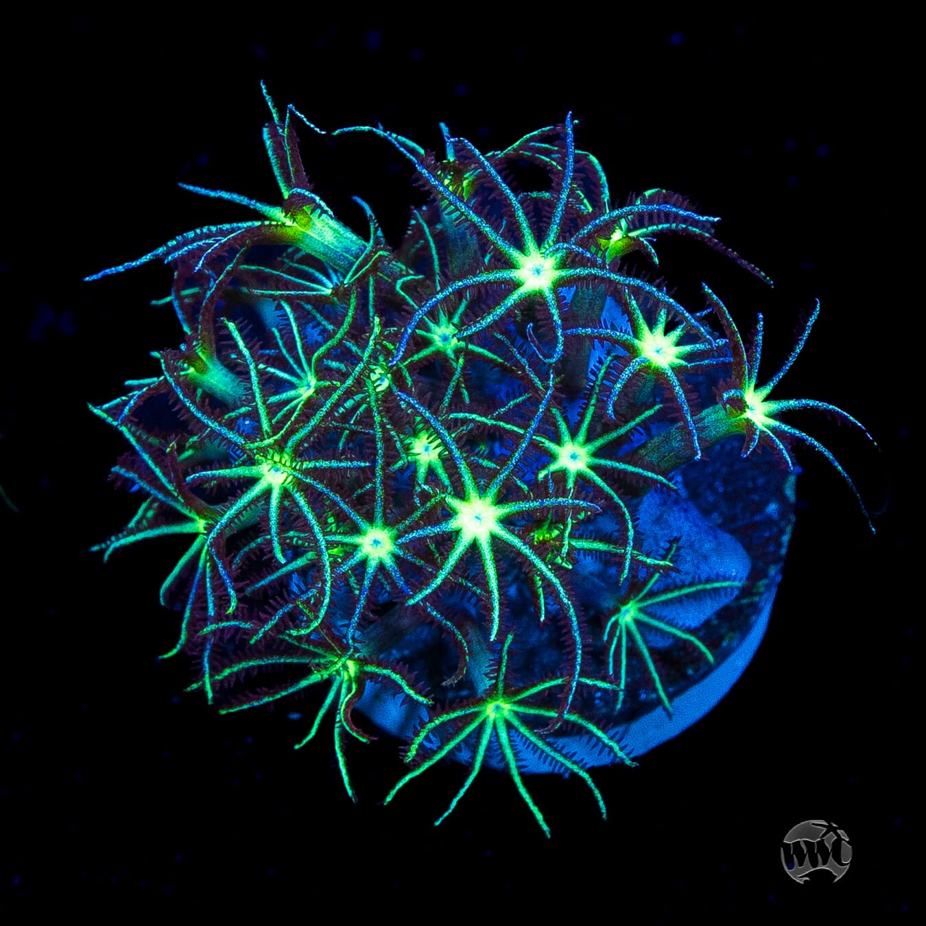 WWC Sizzling Star Polyps