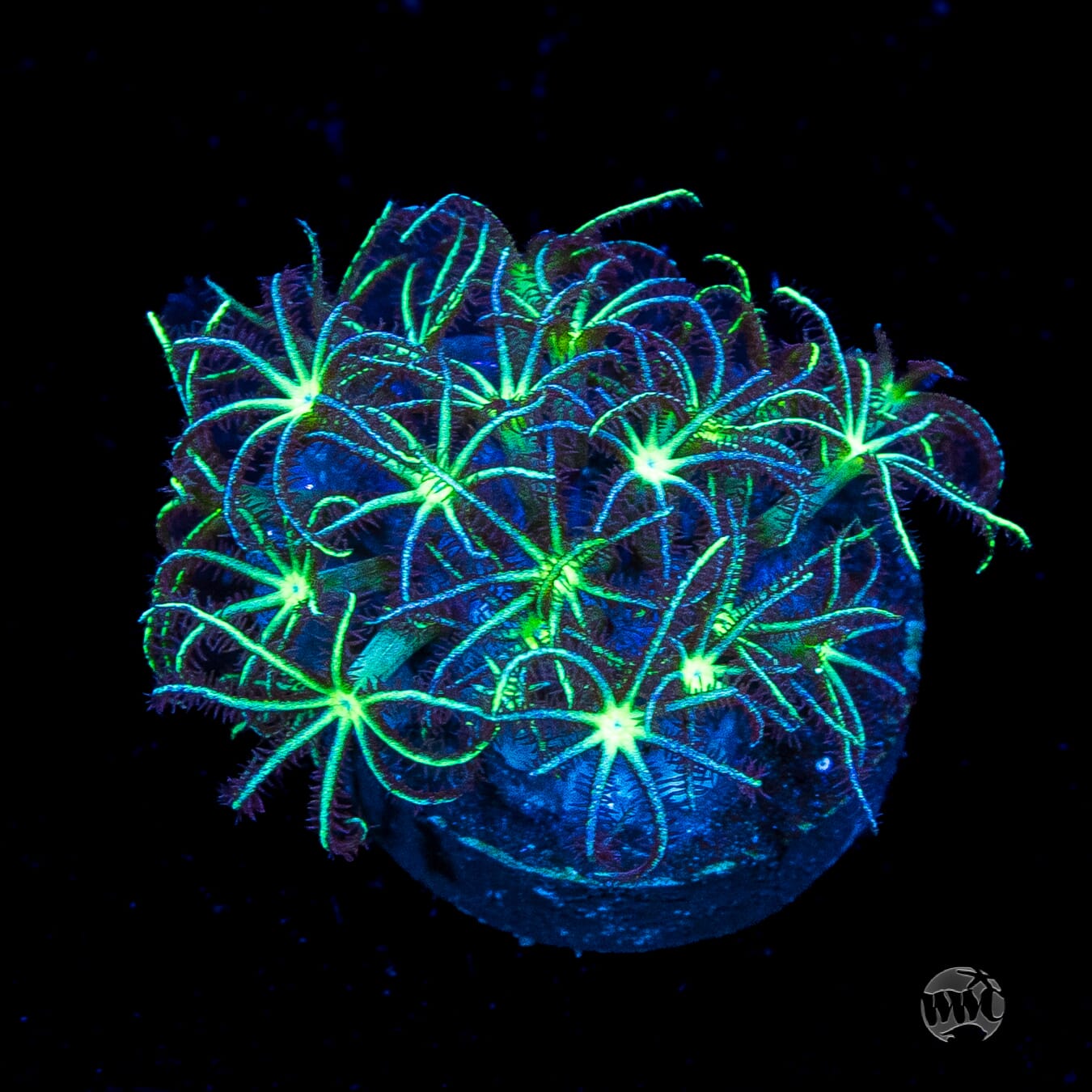 WWC Sizzling Star Polyps