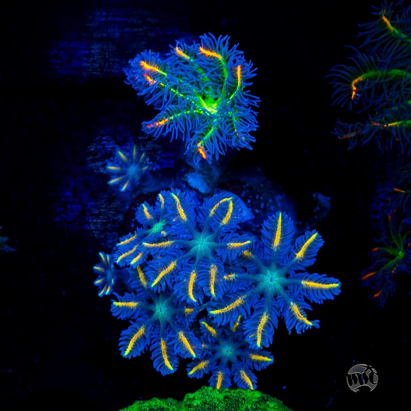 WWC Lemon Tipped Clove Polyps