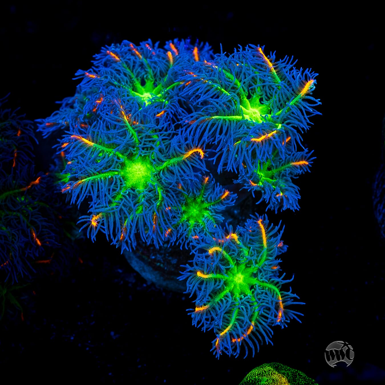 WWC High Voltage Clove Polyps