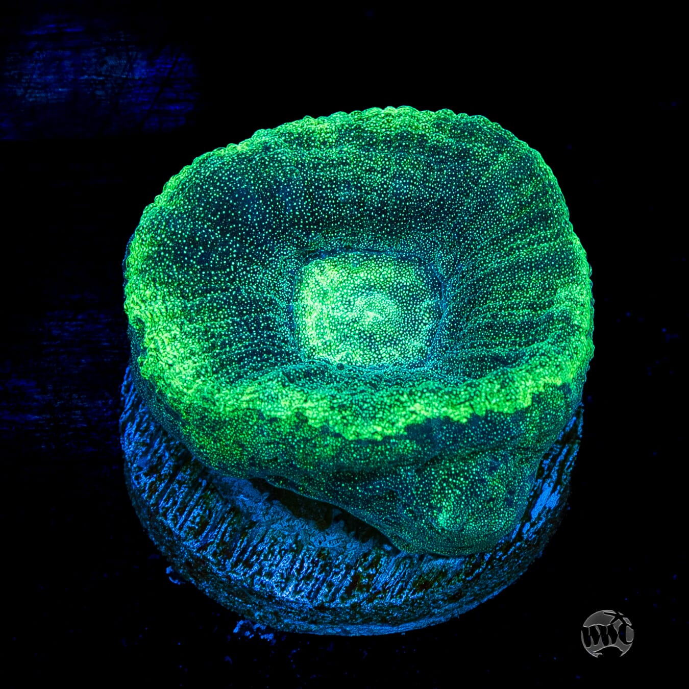Seafoam Favia