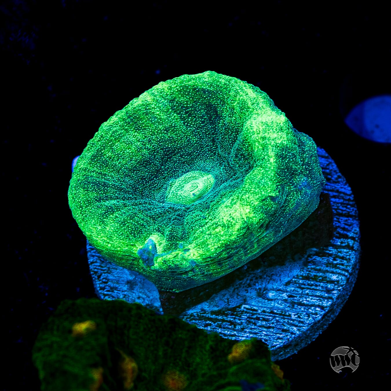 Seafoam Favia