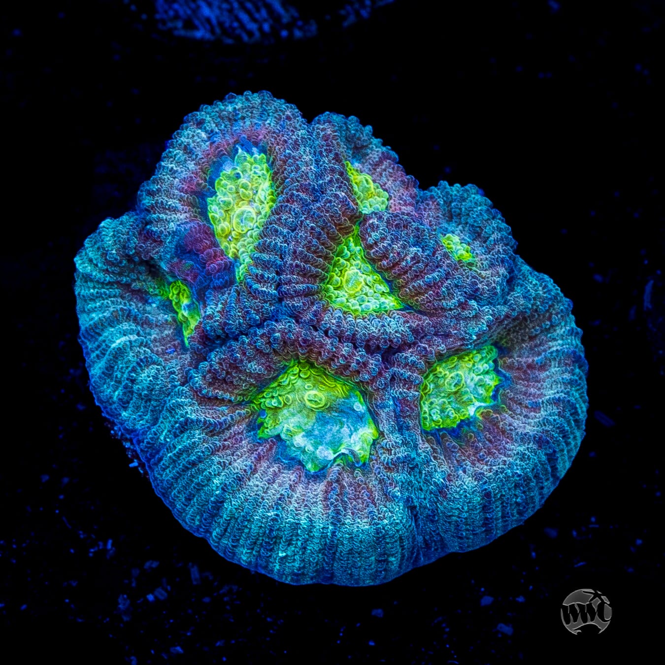 Blue Lobster Favia