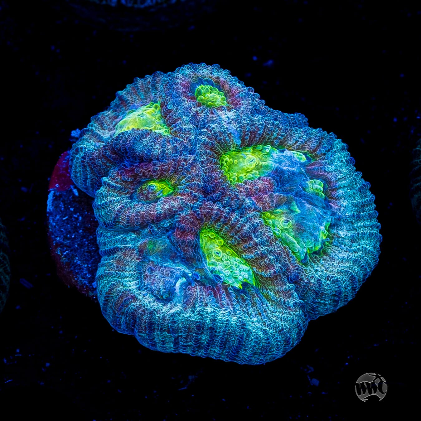 Blue Lobster Favia