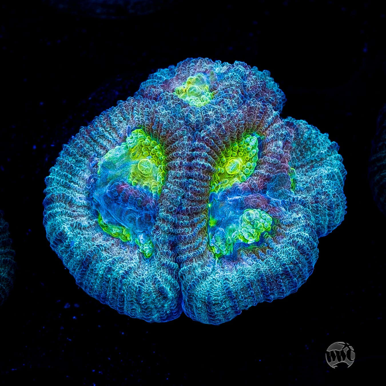 Blue Lobster Favia