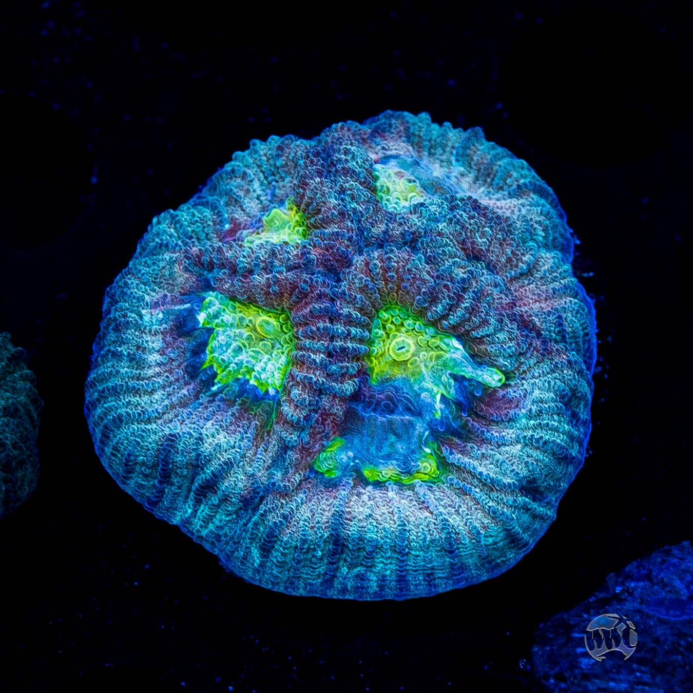 Blue Lobster Favia