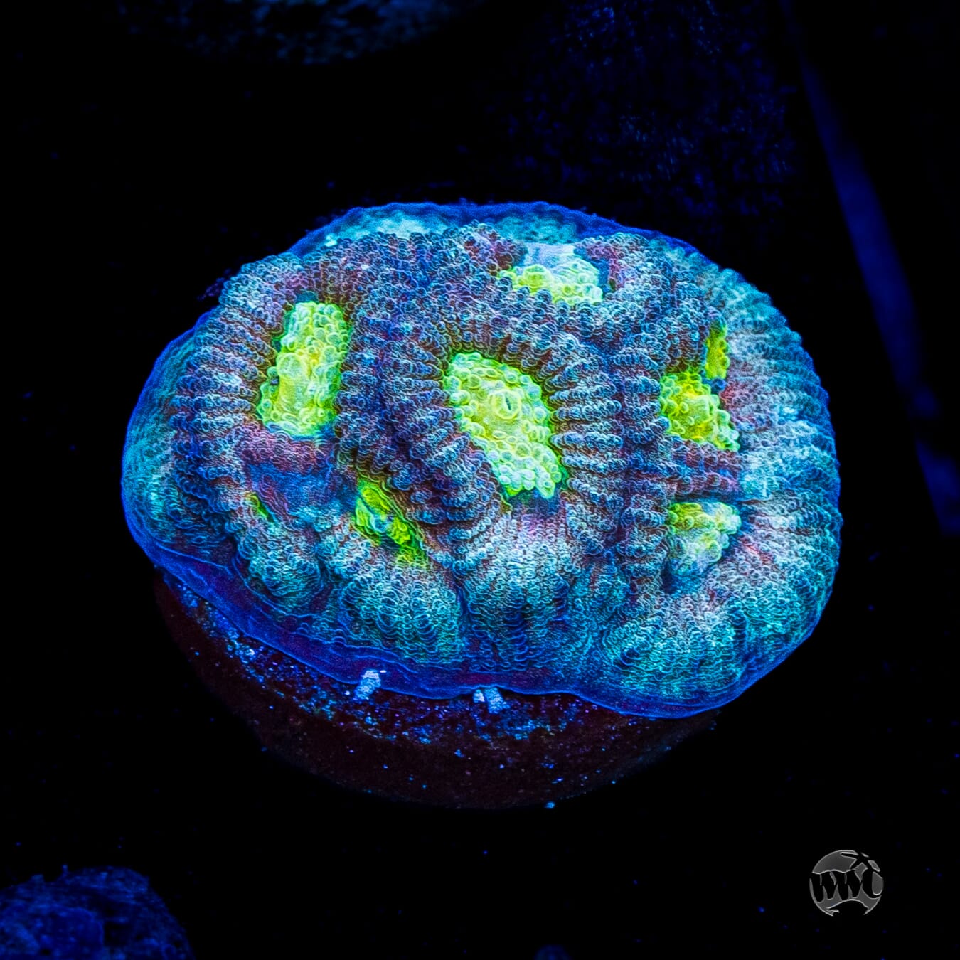 Blue Lobster Favia