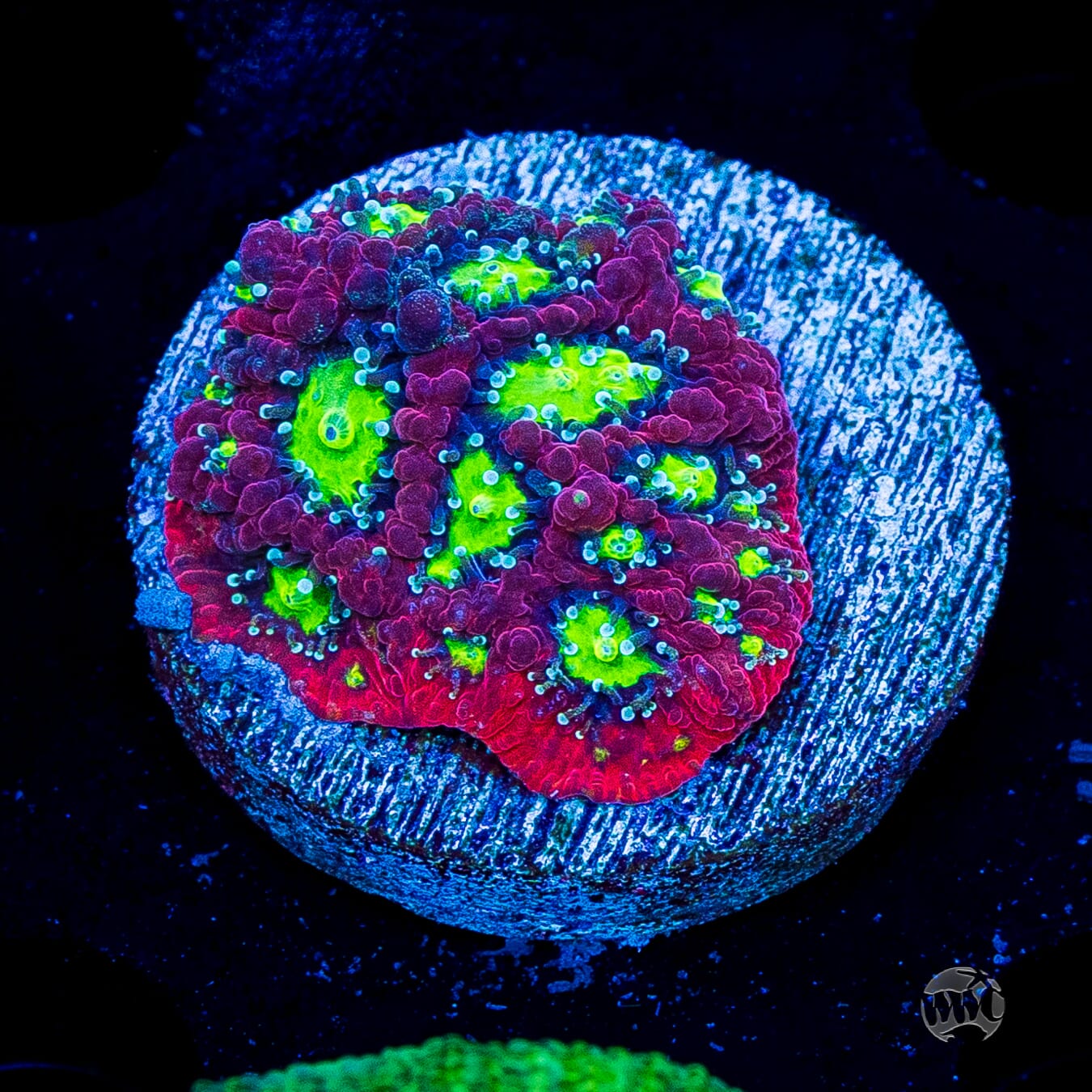 WWC Graffiti War Coral