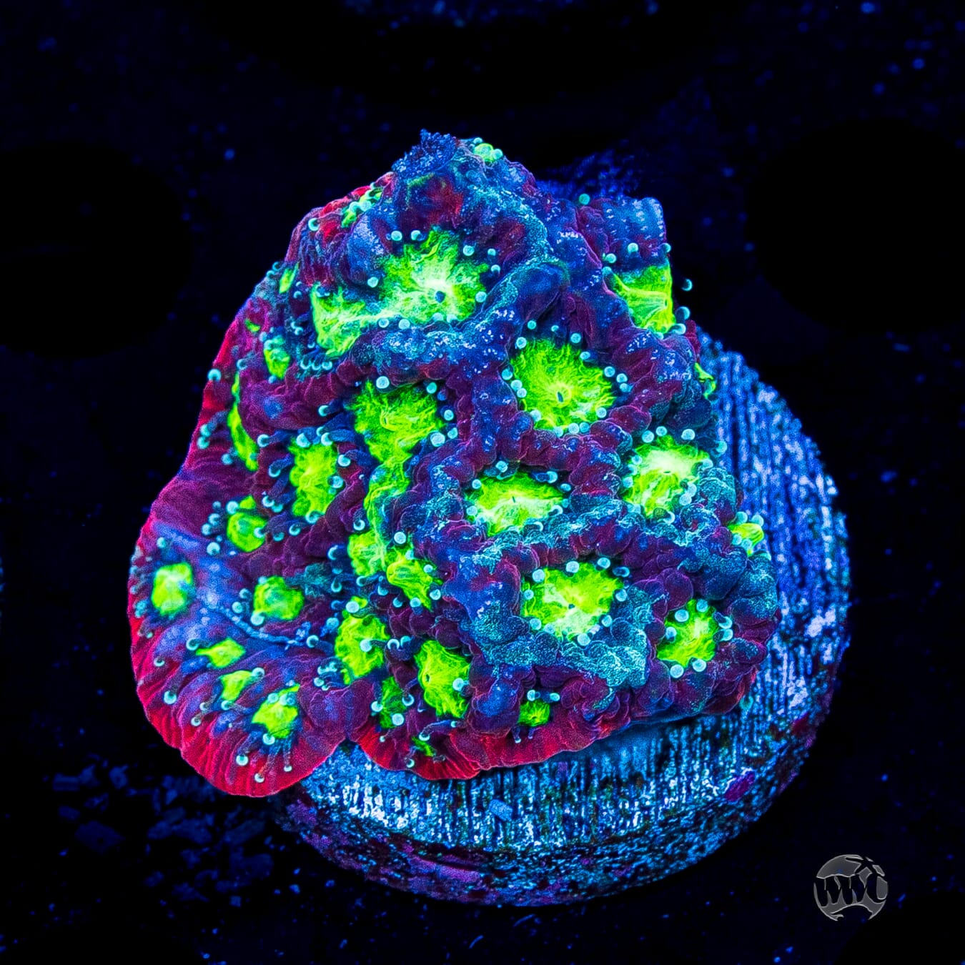 WWC Graffiti War Coral